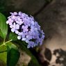 紫陽花の陰影