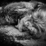 Sleeping