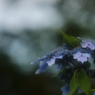 雨の季節に戻ってきます㊲