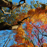 大池の紅葉1