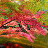 大池の紅葉2