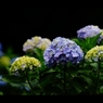 紫陽花22