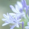 Agapanthus*