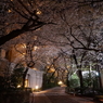 近所の夜桜