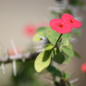 四季の花公園