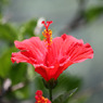 四季の花公園