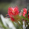 四季の花公園
