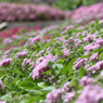 四季の花公園
