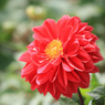 四季の花公園