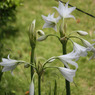 四季の花公園