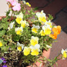 四季の花公園