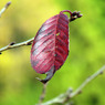 CIMG0044