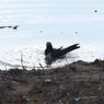 P0300222