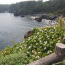 城ケ崎海岸