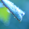 Art of morning dew