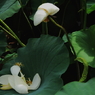 有終の美１
