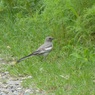 ハクセキレイ(白鶺鴒)幼鳥