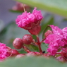 開花