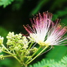 合歓の花