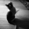 Cat Dancer - 4