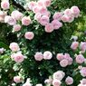 春薔薇の思い出10　ピンクの薔薇タワー