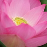蓮の花1