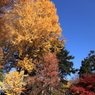 イチョウ神社