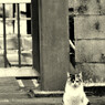 お猫さま