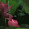 葉かげ