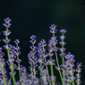 Lavender-3