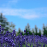 Lavender-4