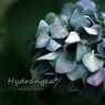 Dryflower
