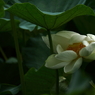 終焉の輝き
