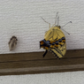 羽化したてのキアゲハ