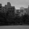 鳩