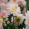ダリア　桜満月