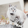 猫撮り散歩615