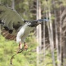 ふわり
