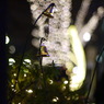 P1030735