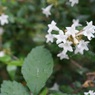 日陰の花。