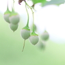 翠の雨