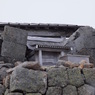 剣ヶ峰（３０２６メートル）のお社