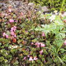 高山植物　その１
