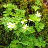 高山植物　その２
