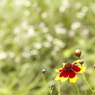 川岸の花