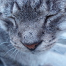 眠み