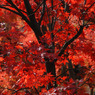 平林寺　＃10