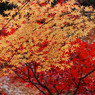平林寺　＃６