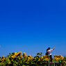 記念写真　～夏空とひまわり