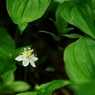 花の山へⅥ